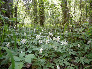 The first forest spring white flowers