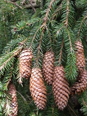 Green tree and its brown cones
