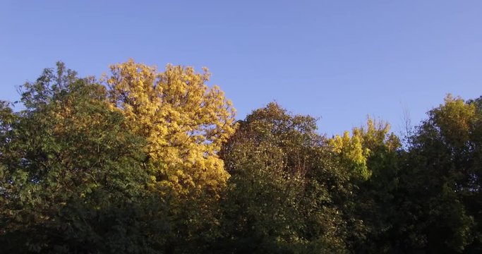 Trees with autumn colours in the Taban park on the slope of the Geller Hill in Budapest.