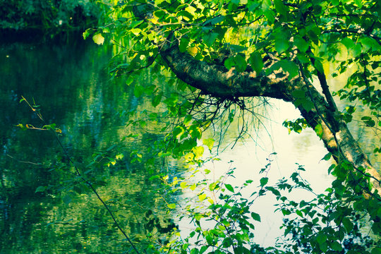 Beautiful tree branches over water in Summertime