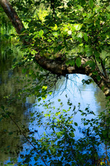Beautiful tree branches over water in Summertime