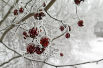 Red hawthorn berries on the branches with hoarfrost on a frosty day.