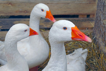 Beautiful white geese