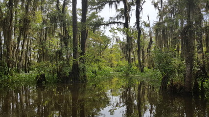 Fototapeta na wymiar Swamp in Louisiana
