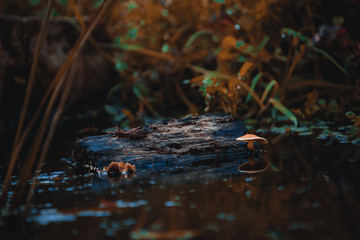 Golden yellow fungus grows from decomposed piece of wood in the water.  Remarkable and special macro scene