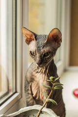 Very funny bald cat Sphinx plays near the window with green leaves