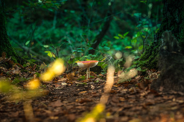 Large red fly agaric with white lamella in a forest with autumn light