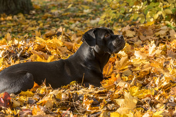 Portrait of a Cane Corso dog breed on a nature background. Dog playing on the grass with colored leaves in autumn. Italian mastiff puppy.