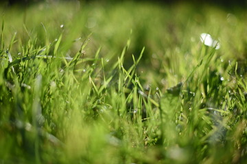 green grass with water drops