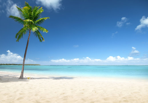 Fototapeta palma i plaża