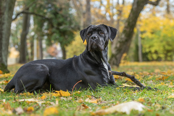 Portrait of a Cane Corso dog breed on a nature background. Dog playing on the grass with colored leaves in autumn. Italian mastiff puppy.