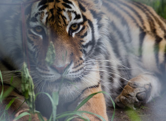 staring tiger