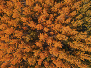 Aerial view of beautiful forest in autumn