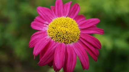 pink flower