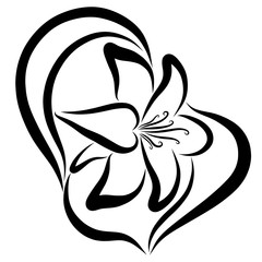 Elegant lily, black pattern, dancing flower, contour