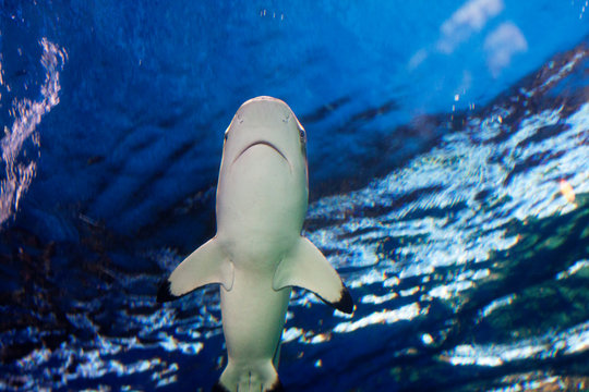 Reef Shark Gliding Overhead