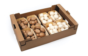 fresh white mushrooms