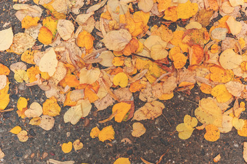 Yellow autumn leaves on asphalt road