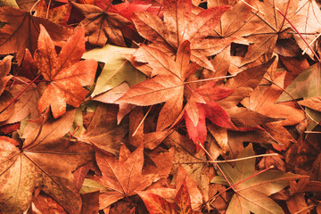 Dry autumn leaves on the ground