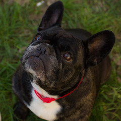 french bulldog in front of black background