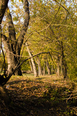 Autumn trees basked in yellow sunlight