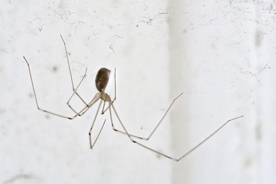 Eine langbeinige Spinne, genannt Zitterspinne in einer Zimmerecke im Spinnennetz