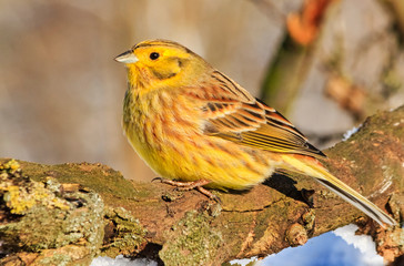 yellow bird warmes up in the winter sun