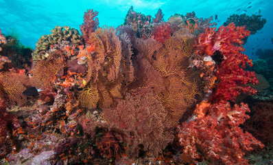 Fototapeta na wymiar Red soft coral off of Fiji