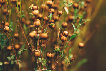 Common flax or linseed (Linum usitatissimum)