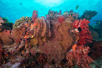 Fototapeta na wymiar Red soft coral off of Fiji