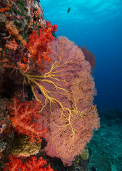 Naklejka na ściany i meble Red soft coral off of Fiji