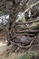 Obraz premium albero alberi