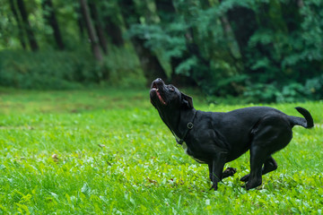 Portrait of a Cane Corso dog breed on a nature background. Dog running and playing ball on the grass in summer. Italian mastiff puppy.