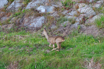 Roe deer with antlers jumping on the rock meadow 