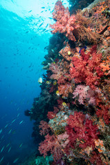 Fototapeta na wymiar Red soft coral off of Fiji with fish