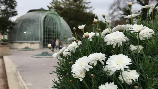 Castle greenhouse in chateau Lednice in autumn windy cloudy day, South Moravia, Czech Republic. Castle orangery in Lednice-Valtice Cultural Landscape. Winter garden and white mums flowers. Two shots