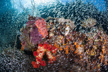 Fototapeta na wymiar Vibrant Coral Reef and Fish in Raja Ampat