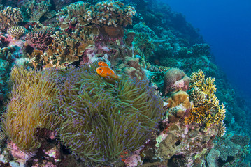 Naklejka na ściany i meble Anemonefish in healthy reef