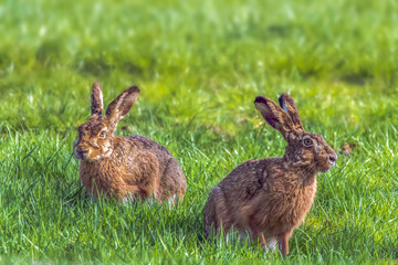 The rabbits (Leporidae) are a mammal family from the order of the rabbit-like (Lagomorpha). Here two hares on a green meadow. Concept: animals