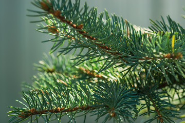 The branches of spruce and pine close-up for postcards. New Year and Christmas is coming