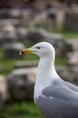 seagull in foro romano