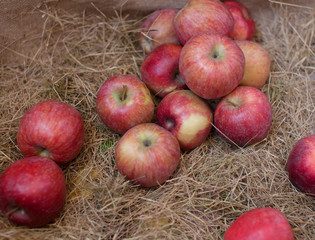 Hay seamless background. fresh red apples