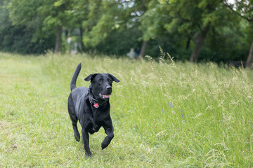 Schwarzer Labrador rennt über eine Grüne Wiese 