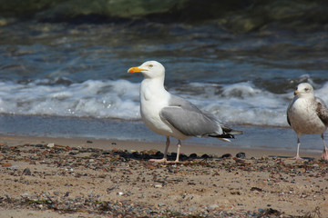 Möwe