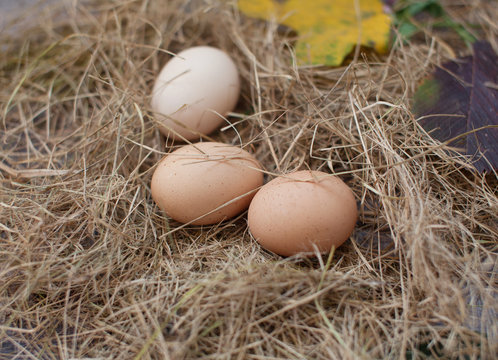 Brown chicken eggs in hay nest. Sackcloth and wooden background 