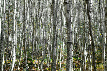 young birch trees grow in the forest