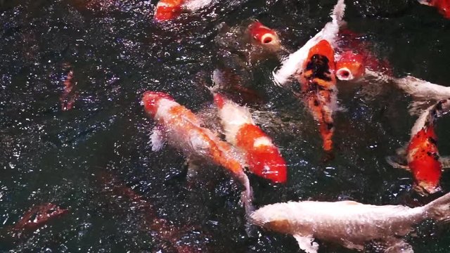 Animals Koi, Fancy carps fish are swimming in water