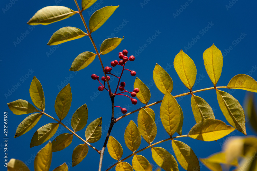 Wall mural Red berries of Zanthoxylum americanum, Prickly ash with yellow leaves in autumn. Close-up in natural sunligh on blue sky. Nature concept for design