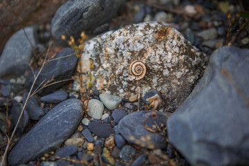 Round colored stones pebbles, snail on the stone. Coins of Georgia on a stone, tourist place