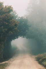 Fototapeta na wymiar Foggy morning, autumn landscape with trees and dirt road